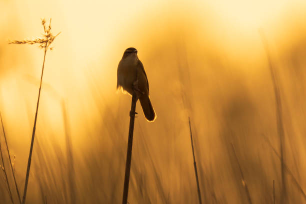 istock Sedge Warbler, Acrocephalus schoenobaenus, singing sunset 1260495150