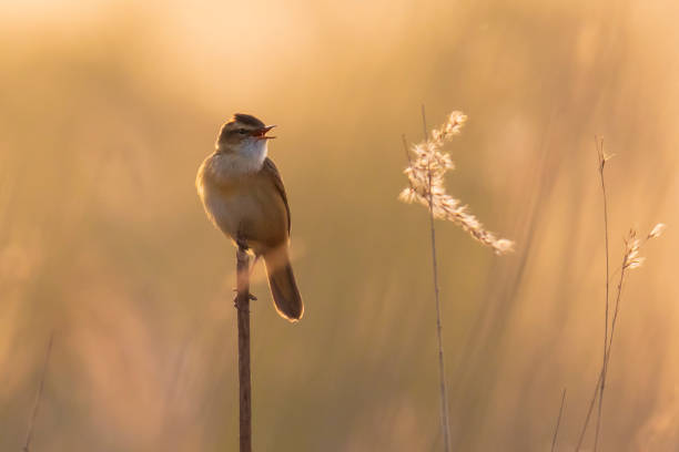 istock Sedge Warbler, Acrocephalus schoenobaenus, singing sunset 1260495173