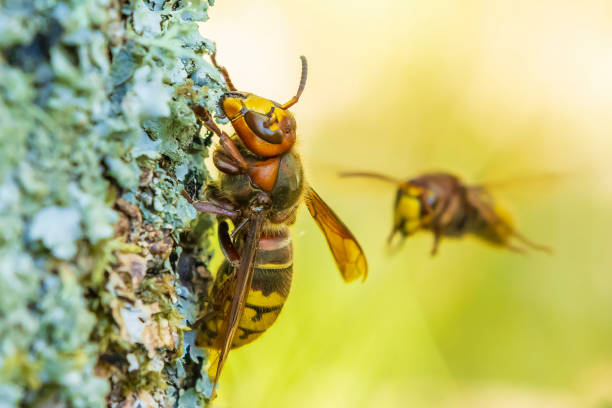 istock European hornet, Vespa crabro, 1260495202