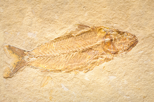Prehistoric fish fossil impint in stone isolated on a white background