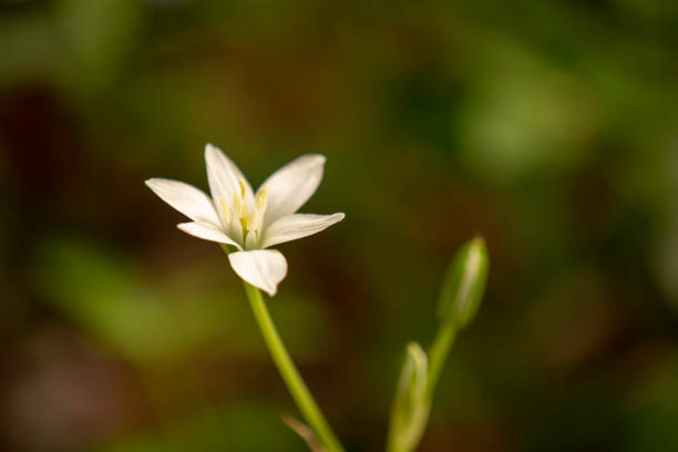 istock Garden Macro:  Star-of-Bethlehem Wildflower #5 1260499505