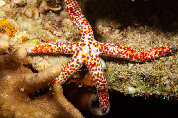 istock sea star on the ocean floor, underwater 1260499515