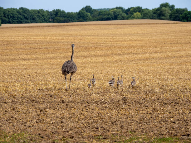 istock nandu walks with his eight chicks over a mown field 1260501748