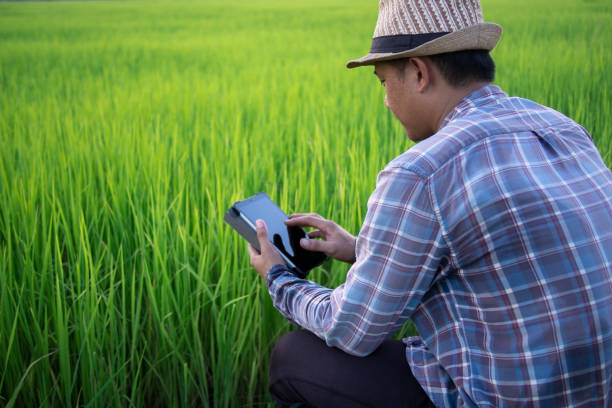 istock Rear view of Asian smart farmer using digital tablet outdoors in green organic rice paddy field. 1260506777