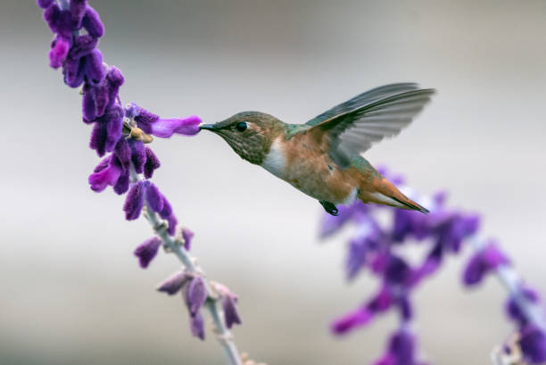 staying agile while surviving in nature. - bird hummingbird flying annas hummingbird imagens e fotografias de stock