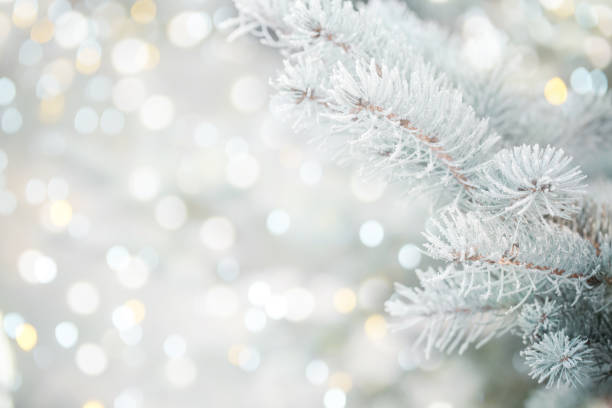 weihnachtsbaumzweige mit frost - kiefer fotos stock-fotos und bilder