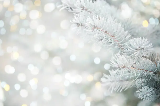 Photo of Christmas tree branches with frost