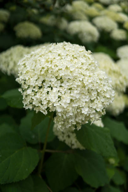 istock detail of Hydrangea arborescens 1260511648