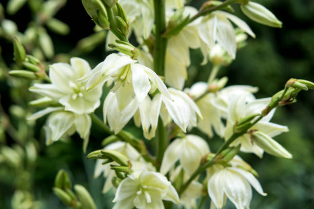 istock detail of Yucca filamentosa 1260515607