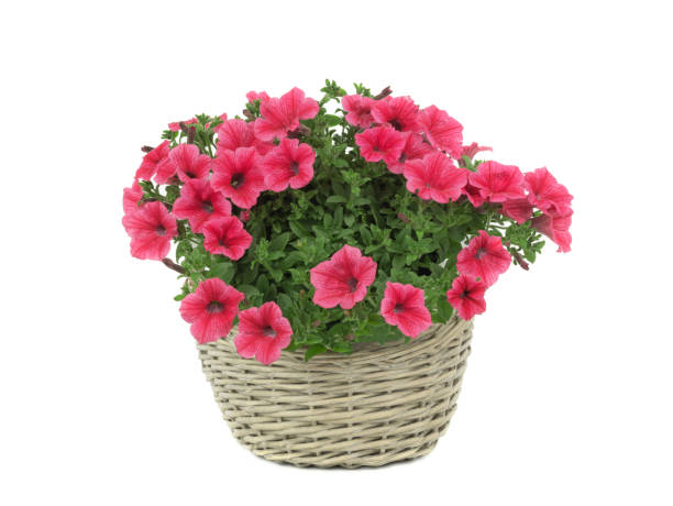 istock beautiful bouquet of sulfinia in a pot isolated on a white background 1260520607