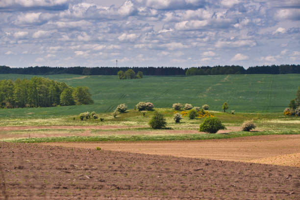 istock landscape of forests and fields 1260523440
