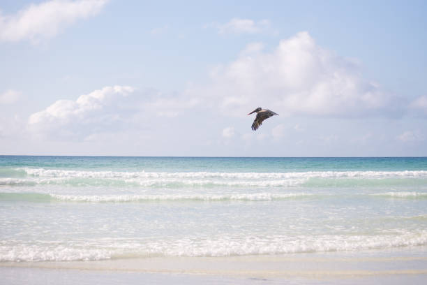 istock tropical white sand beach and turquoise ocean waves 1260524050
