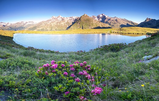 a view of the pretty lake of the andossi near the spluga pass in full bloom of rhododendrons