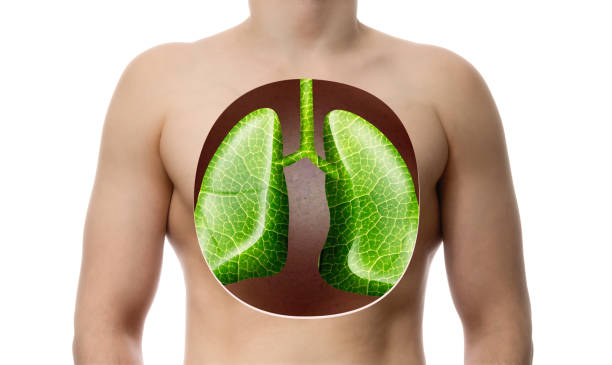 метафора здоровой дыхательной системы. - human lung healthy lifestyle healthcare and medicine green стоковые фото и изображения