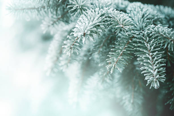 istock Christmas fir tree branches with frost 1260526339