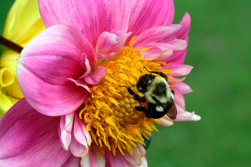 Pink dahlia and a bumblebee in a garden.