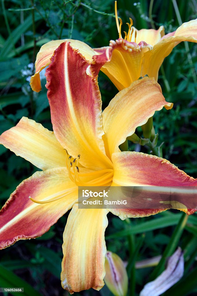 Lily - Foto de stock de Amarelo royalty-free