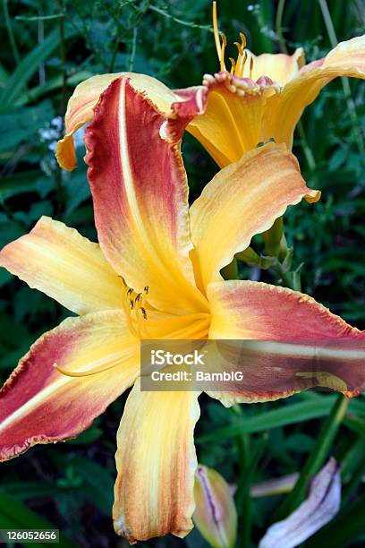 Lírio - Fotografias de stock e mais imagens de Amarelo - Amarelo, Ao Ar Livre, Beleza natural