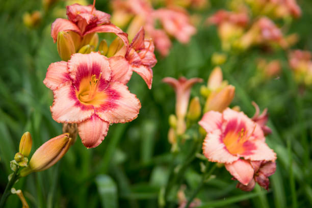 szczegóły daylily rośnie w ogrodzie - liliowiec zdjęcia i obrazy z banku zdjęć