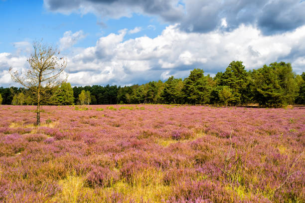 istock Heathland with flowering common heather 1260536497