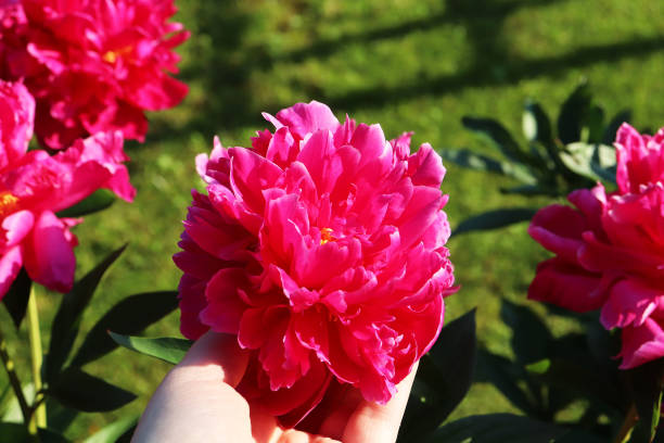 istock pink peony flower in the hand 1260538953
