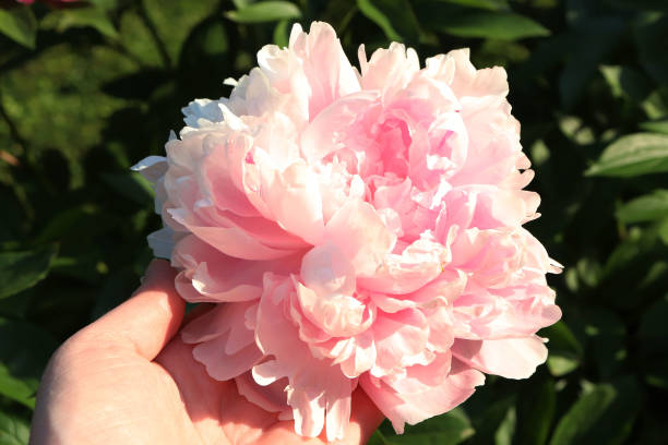 istock pink peony flower in the hand 1260538965
