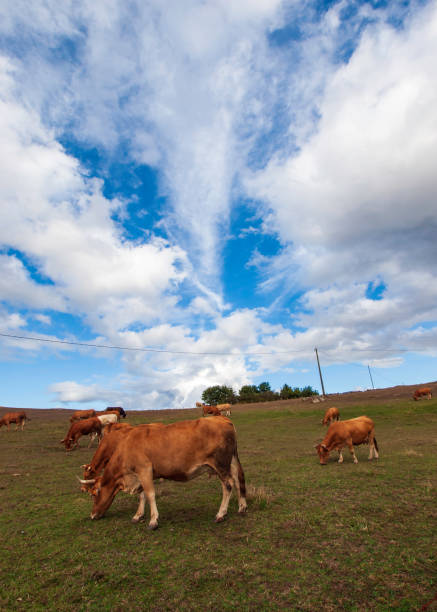 istock Cows grazing in freedom 1260542363