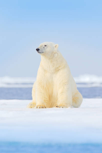 istock Dangerous bear sitting on the ice, beautiful blue sky. Polar bear on drift ice edge with snow and water in Norway sea. White animal in the nature habitat, Europe. Wildlife scene from nature. 1260544604