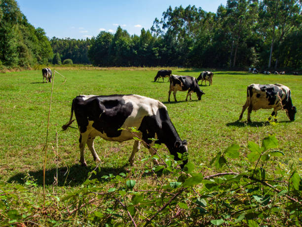 Cows grazing stock photo