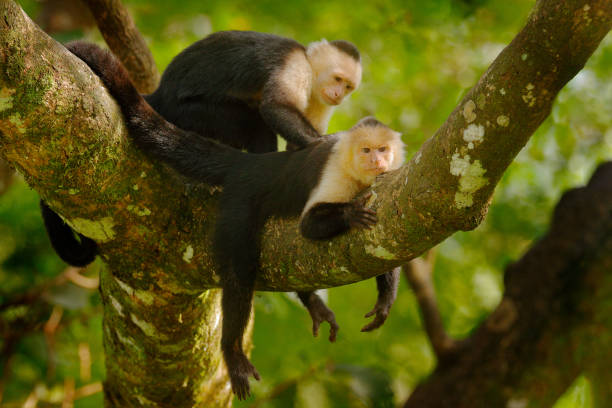 istock White-headed Capuchin, Cebus capucinus, black monkeys sitting on the tree branch in the dark tropical forest, animals in the nature habitat, wildlife of Costa Rica. 1260547498