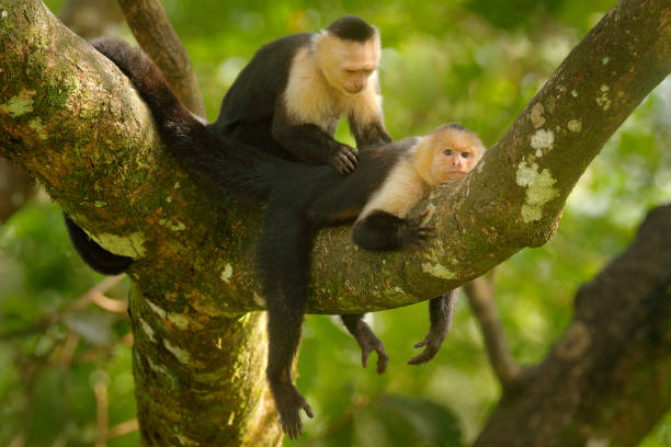 istock White-headed Capuchin, Cebus capucinus, black monkeys sitting on the tree branch in the dark tropical forest, animals in the nature habitat, wildlife of Costa Rica. 1260547505