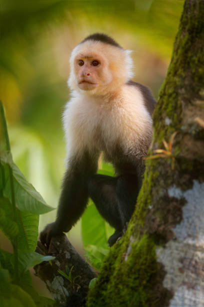 istock White-headed Capuchin, black monkey sitting on tree branch in the dark tropical forest.  Wildlife of Costa Rica. Travel holiday in Central America. Monkey in green jungle vegetation. 1260547521