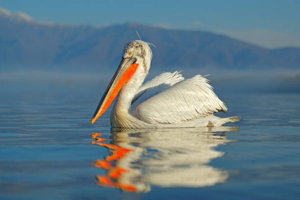 atterrissage d’oiseau à l’eau bleue de lac. mouche d’oiseau. pélican dalmate, pelecanus crispus, atterrissage dans le lac kerkini, grèce. pélican avec des ailes ouvertes. scène de la faune de la nature européenne. - pelican beak open bird photos et images de collection