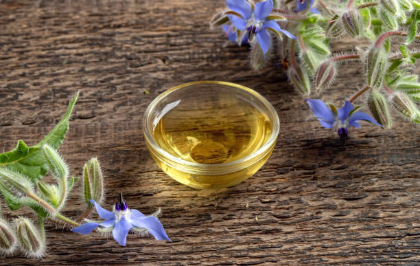 istock Borage oil in a small bowl with fresh borage plant 1260548079