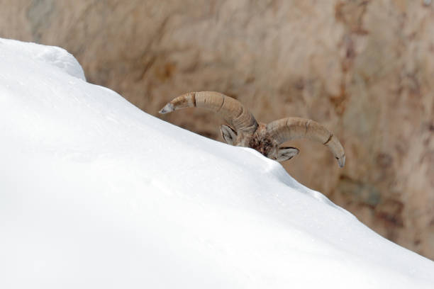 Bharal blue Sheep, Pseudois nayaur, in the rock with snow, Hemis NP, Ladakh, India in Asia. Bharal in nature snowy habitat. Face portrait with horns of wild sheep. Wildlife scene from Himalayas. Bharal blue Sheep, Pseudois nayaur, in the rock with snow, Hemis NP, Ladakh, India in Asia. Bharal in nature snowy habitat. Face portrait with horns of wild sheep. Wildlife scene from Himalayas. bharal photos stock pictures, royalty-free photos & images