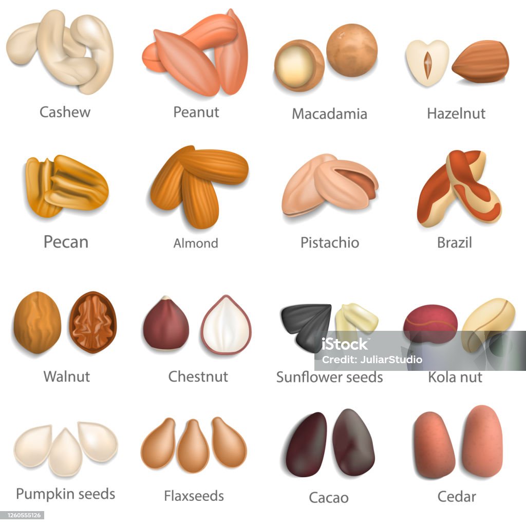 Nut Classifications Nut Types Signed Names Mockup Set Realistic Style Stock Illustration ...