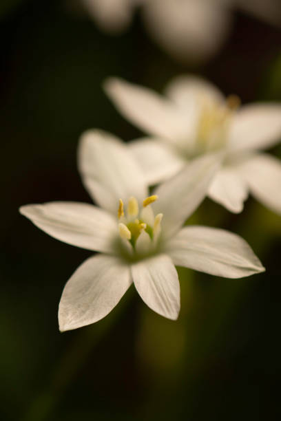 istock Garden Macro:  Star-of-Bethlehem Wildflower #6 1260560361