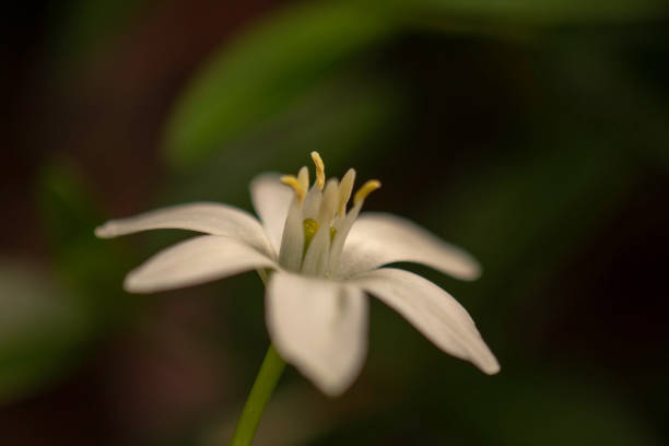Close up of a Star-of-Bethlehem (aka Ornithogalum umbellatum) wild flower in a home garden on Long Island NY.