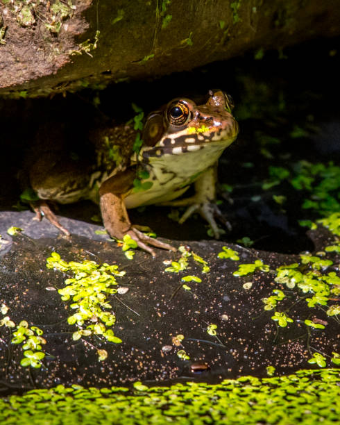 istock Bullfrog Bull frog in the pond 1260563158