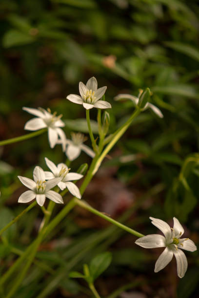 istock Star-of-Bethlehem Wildflower #4 1260563163