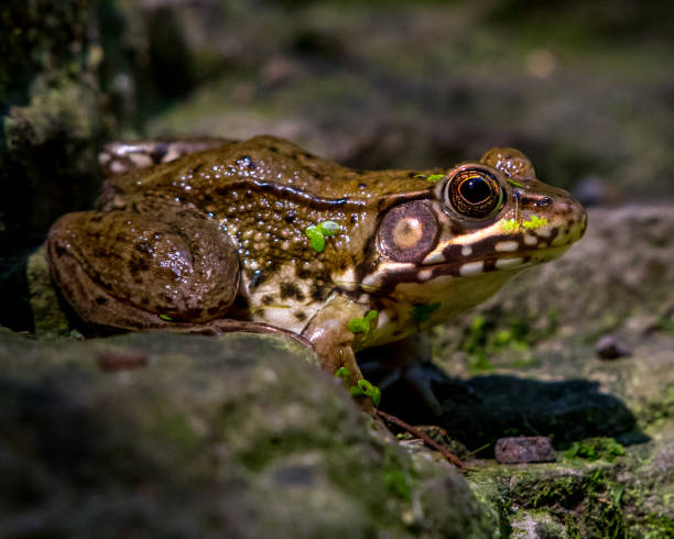 istock Bullfrog Bull frog in the pond 1260563296