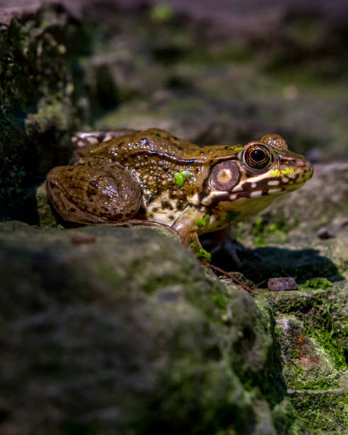 istock Bullfrog Bull frog in the pond 1260563587