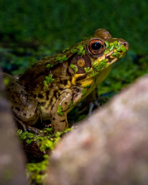 istock Bullfrog Bull frog in the pond 1260563723