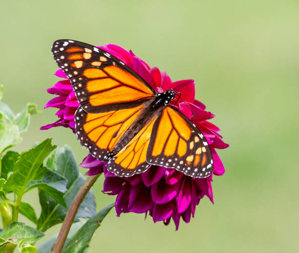 istock Monarch Butterfly on Dahlia 1260565443