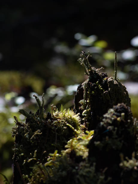 istock Stone Overgrown With Green Moss In Forest 1260567109
