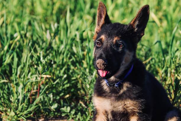 istock Portrait of a dog 1260570596