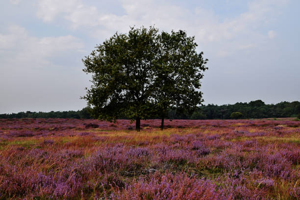 lone tree on the blooming purple heather of the Blaricumer Heide stock photo