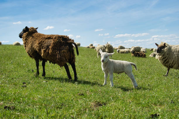 istock Lamb and mothersheep 1260579580