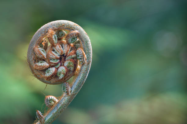 dispiegarsi di nuova vita - fractal fern foto e immagini stock