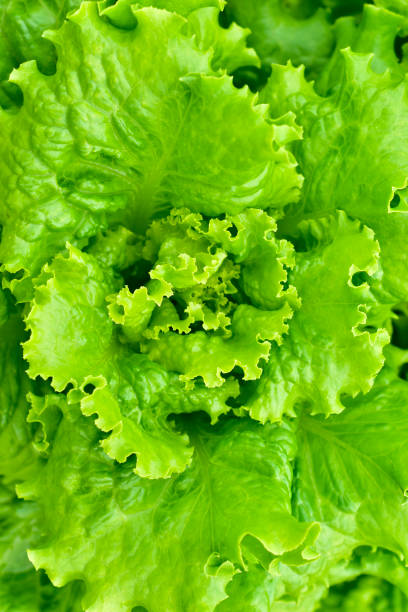istock Fresh green lettuce bushes close up in full frame 1260583420